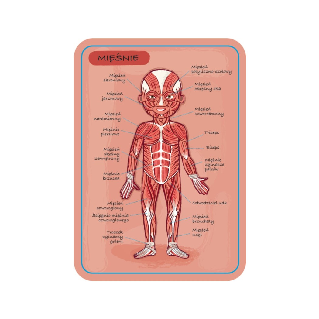 Układanka magnetyczna Ciało Człowieka - Anatomia - Janod