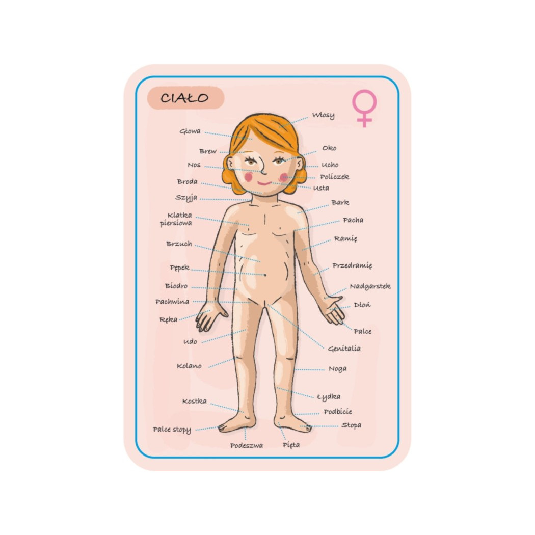 Układanka magnetyczna Ciało Człowieka - Anatomia - Janod