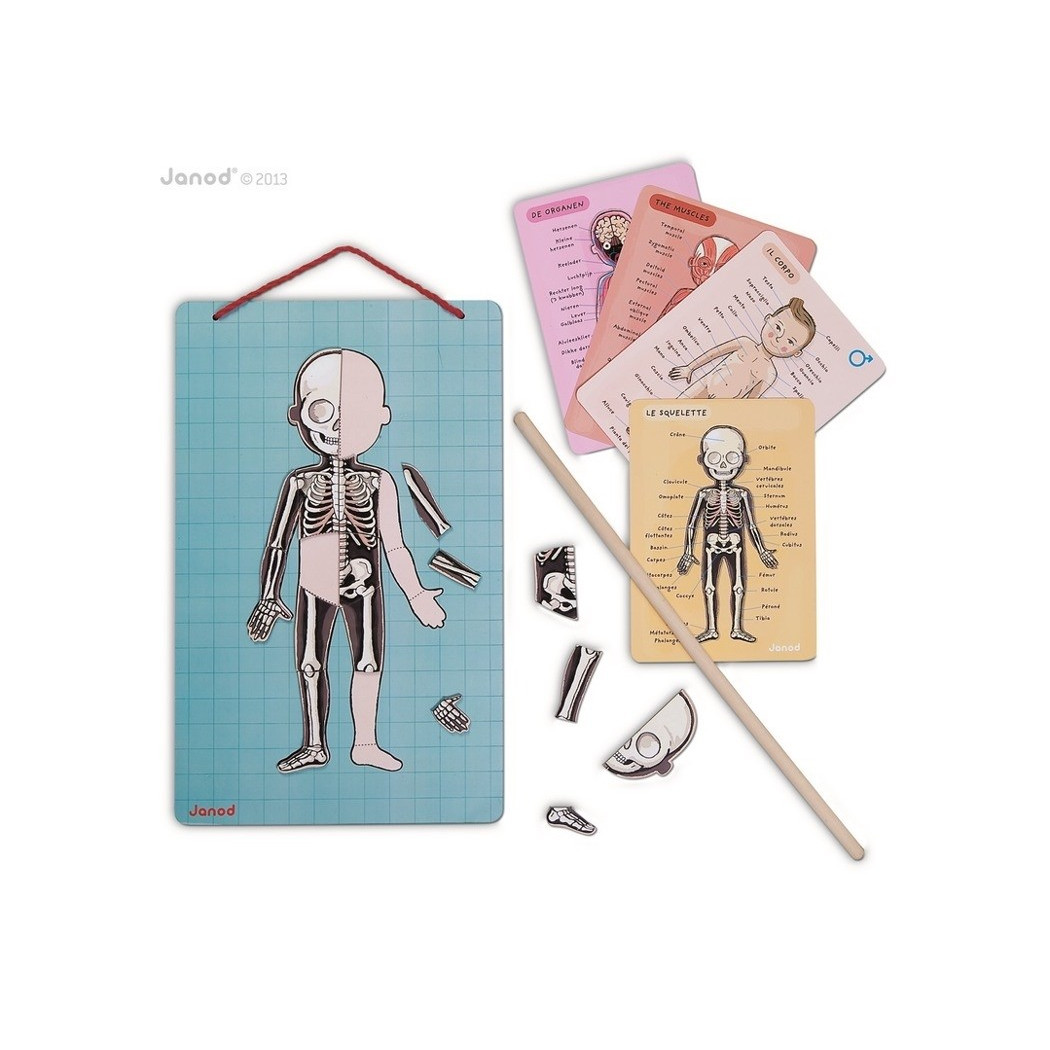 Układanka magnetyczna Ciało Człowieka - Anatomia - Janod