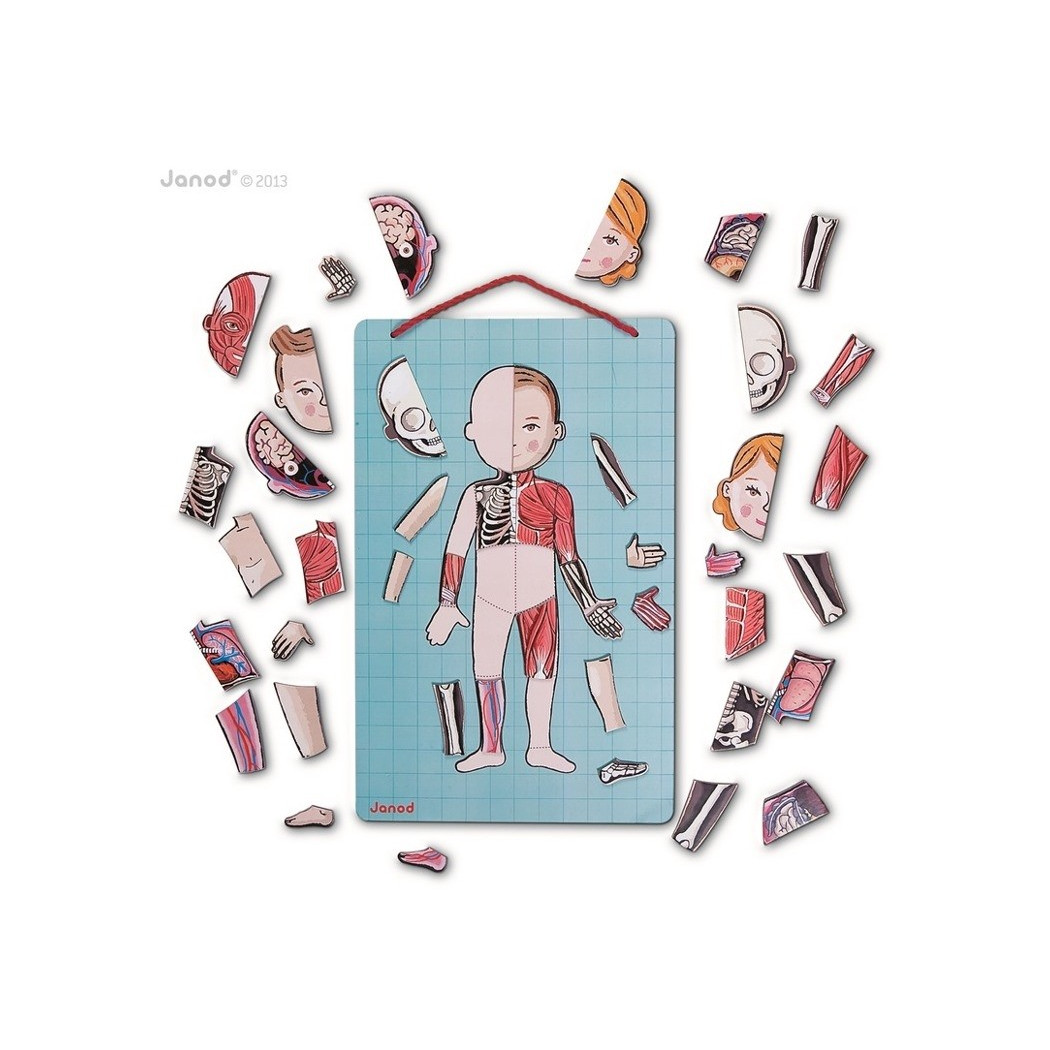 Układanka magnetyczna Ciało Człowieka - Anatomia - Janod