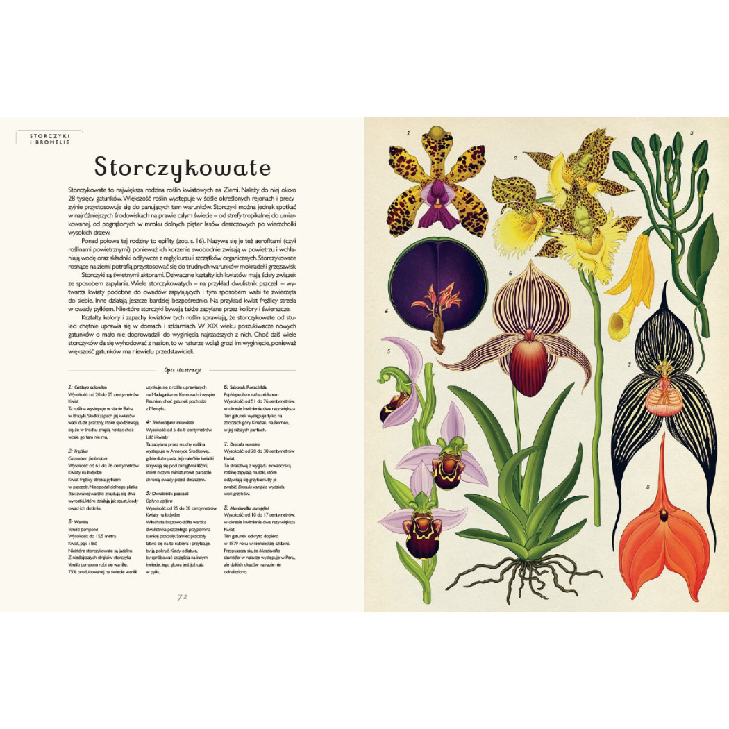 Botanicum - Muzeum Roślin - Kathy Willis - Wydawnictwo Dwie Siostry