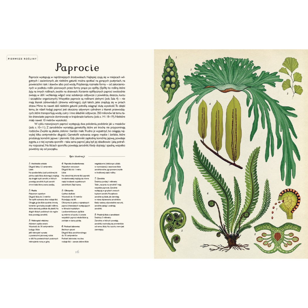 Botanicum - Muzeum Roślin - Kathy Willis - Wydawnictwo Dwie Siostry