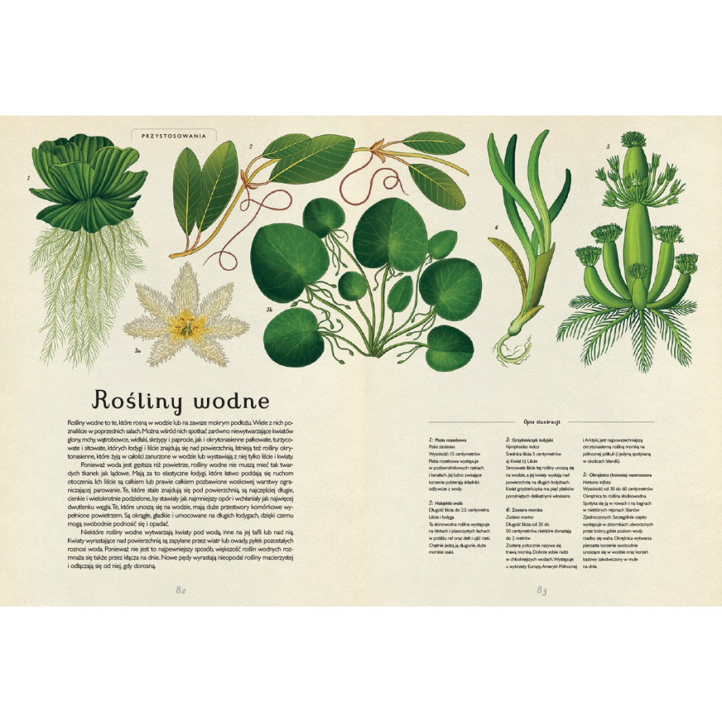 Botanicum - Muzeum Roślin - Kathy Willis - Wydawnictwo Dwie Siostry