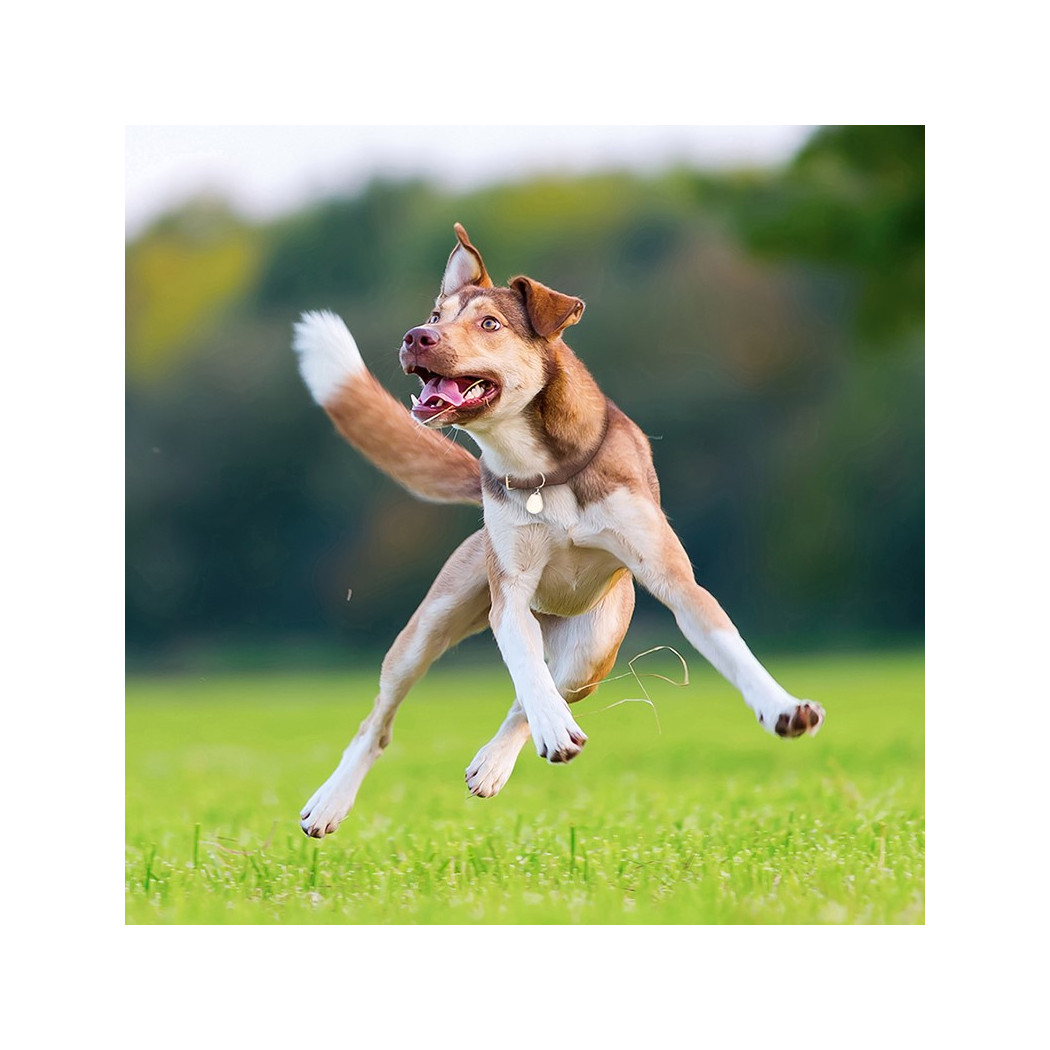 Pet Black - Ultradźwiękowe Urządzenie Chroniące Przed Kleszczami - TickLess Pet - TickLess