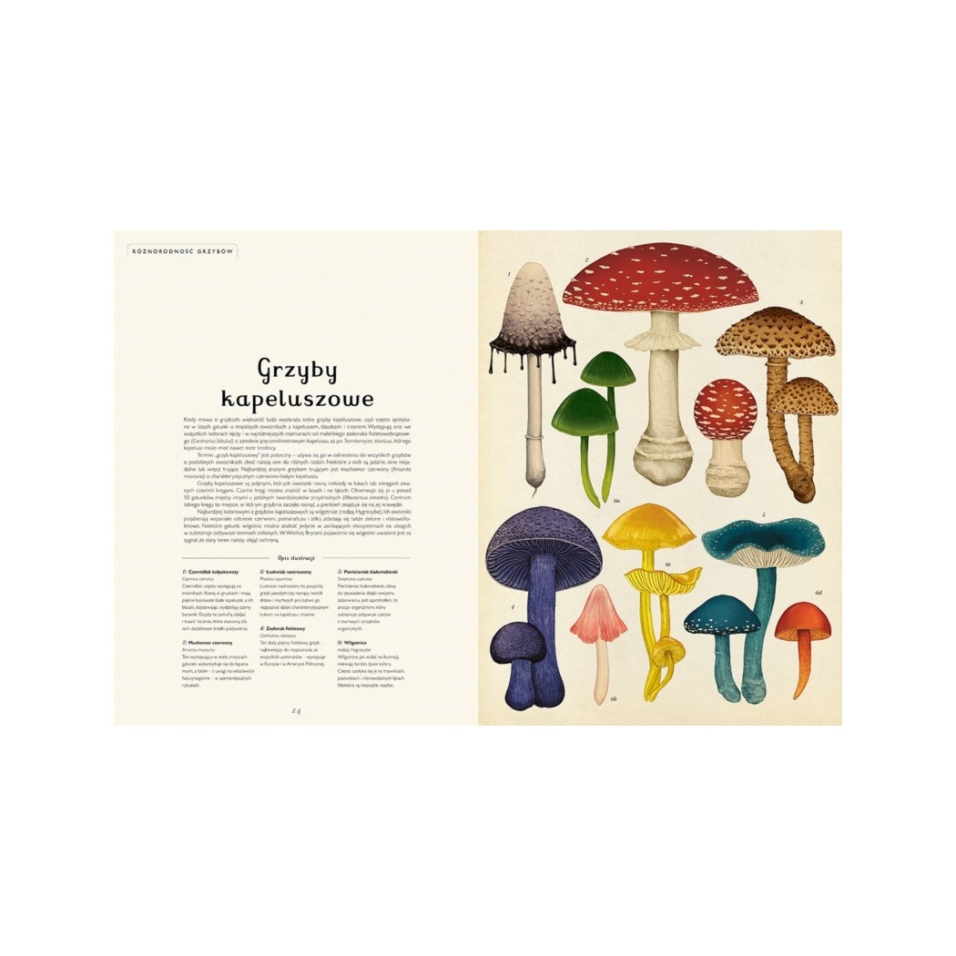 FUNGARIUM - Ester Gaya - MUZEUM GRZYBÓW - DWIE SIOSTRY