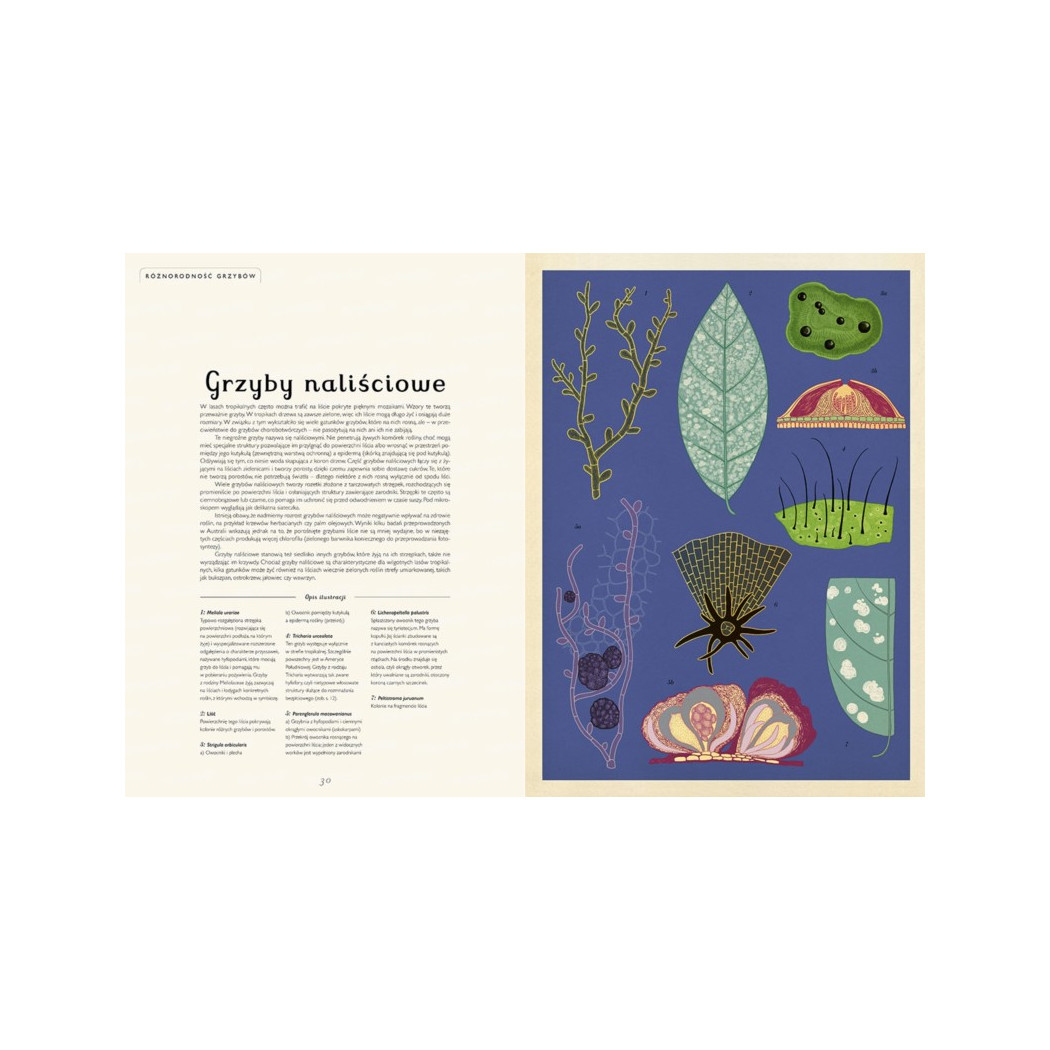 FUNGARIUM - Ester Gaya - MUZEUM GRZYBÓW - DWIE SIOSTRY