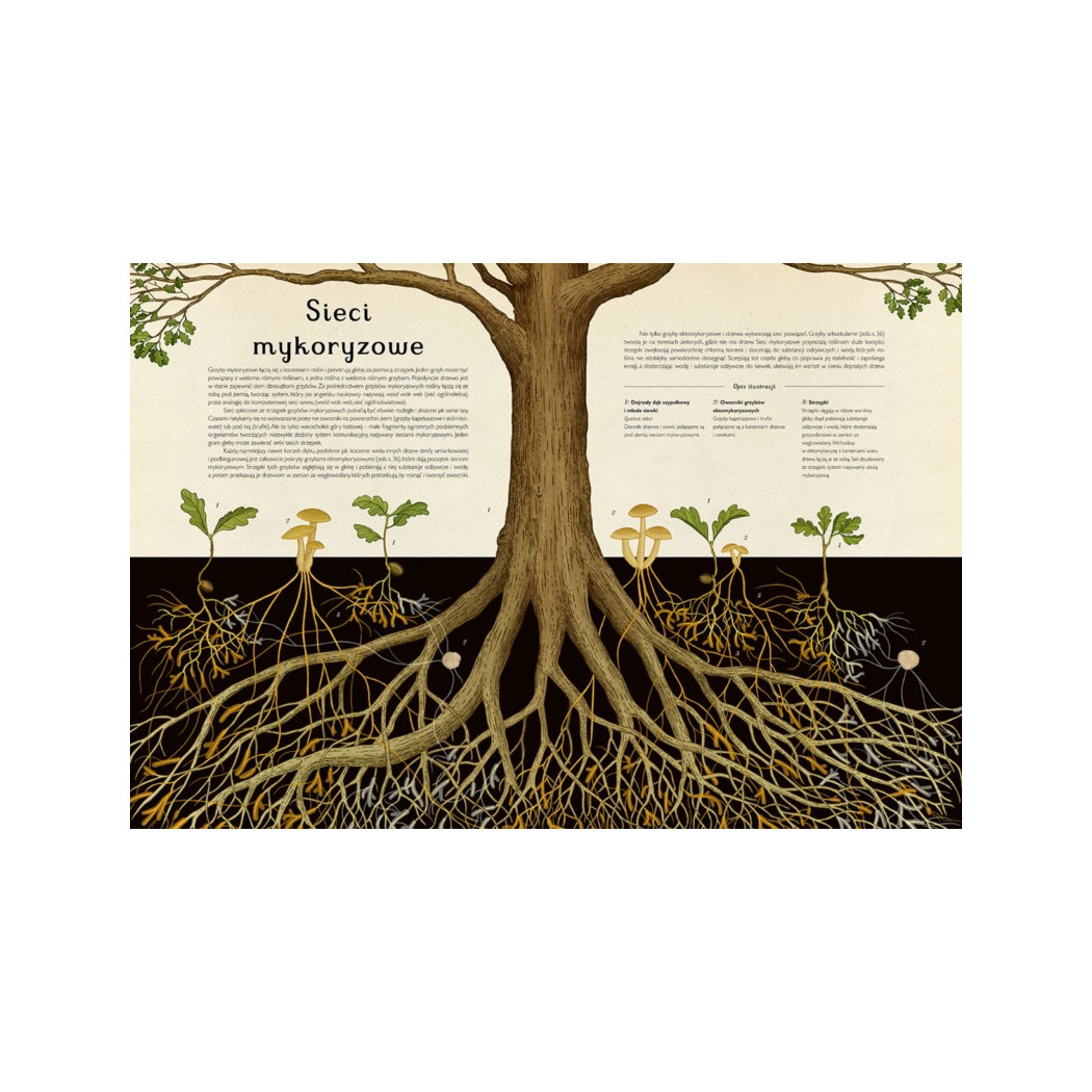 FUNGARIUM - Ester Gaya - MUZEUM GRZYBÓW - DWIE SIOSTRY