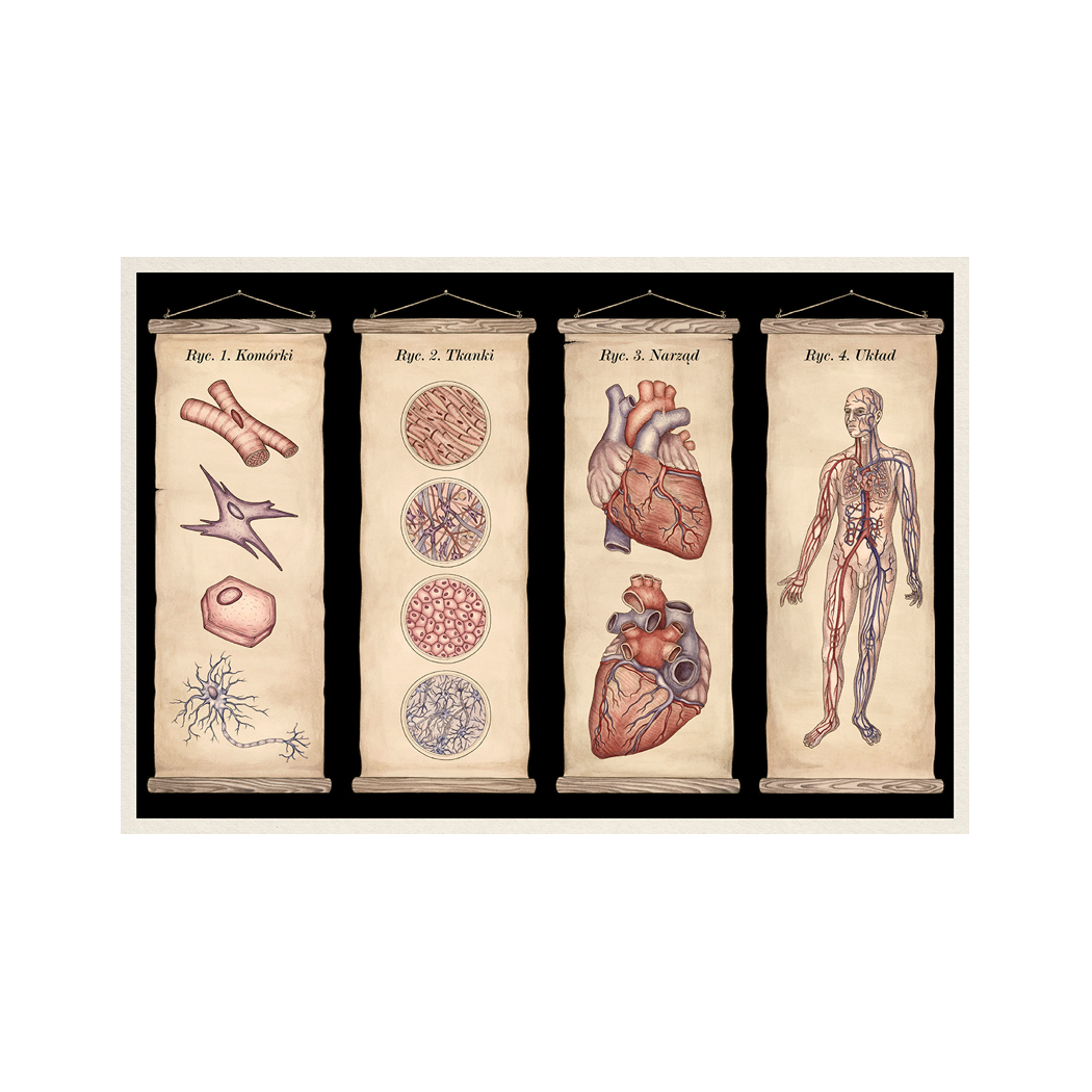 ANATOMICUM - Muzeum Anatomii - Jennifer Z. Paxton, Katy Wiedemann - DWIE SIOSTRY