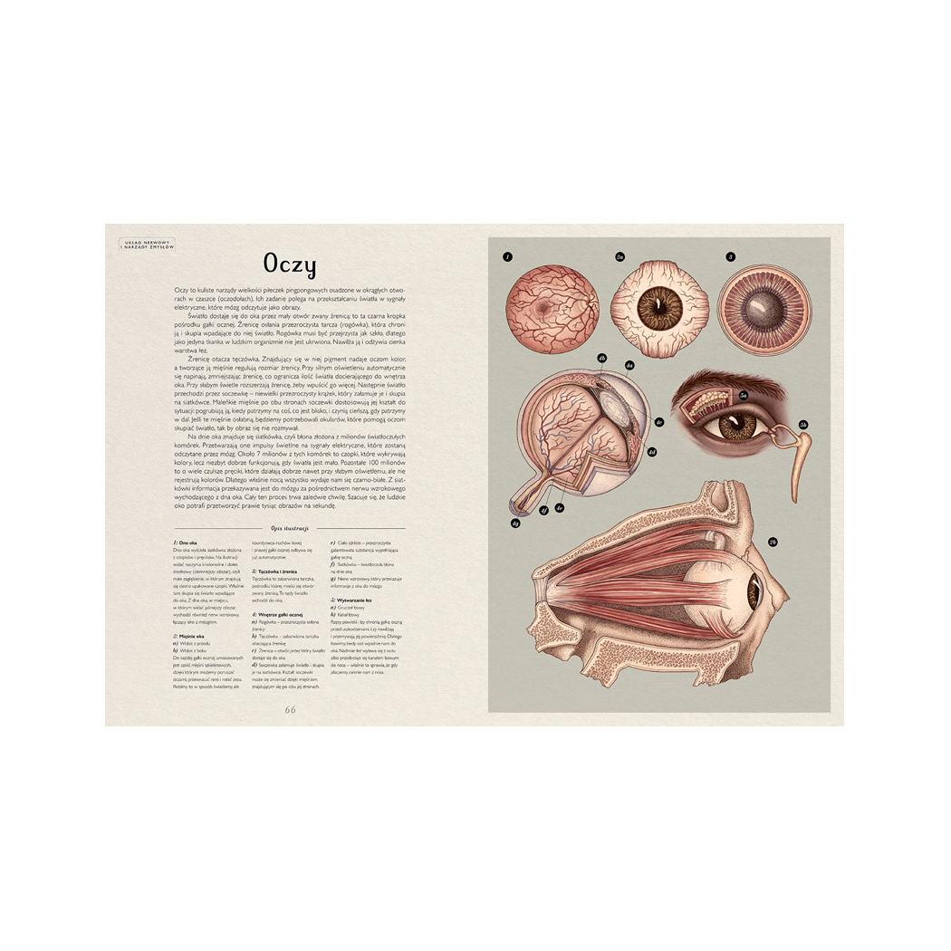 ANATOMICUM - Muzeum Anatomii - Jennifer Z. Paxton, Katy Wiedemann - DWIE SIOSTRY