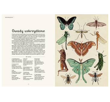 Animalium - Muzeum Zwierząt - Jenny Broom - Wydawnictwo Dwie Siostry