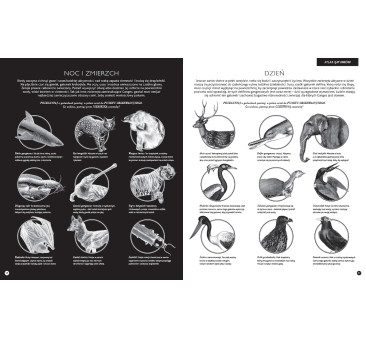 GABINET ZOOLOGII - Rachel Williams - WYDAWNICTWO DWIE SIOSTRY