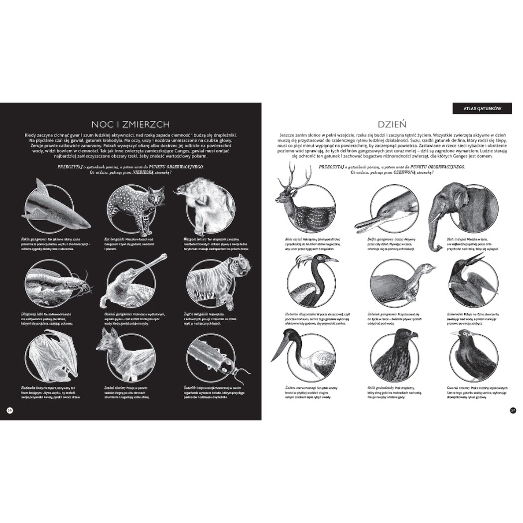 GABINET ZOOLOGII - Rachel Williams - WYDAWNICTWO DWIE SIOSTRY