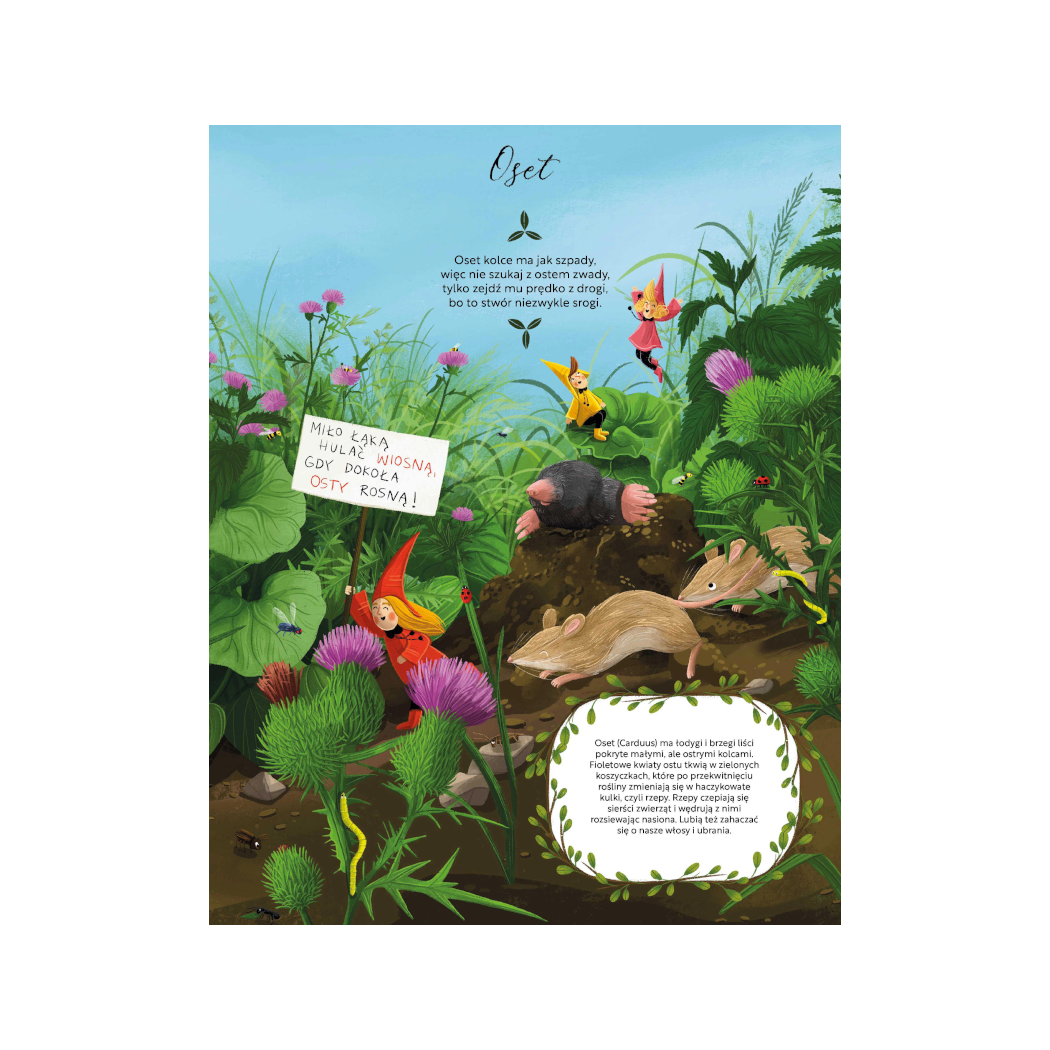 ŁĄKA - Fakty, Wierszyki i Inne Wybryki - Małgorzata Strzałkowska - MEDIA RODZINA