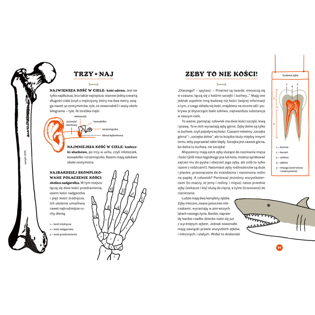Tajemnice szkieletów - O czym klekoczą kości? - Marta Guzowska, Wiesław Więckowski - Nasza Księgarnia