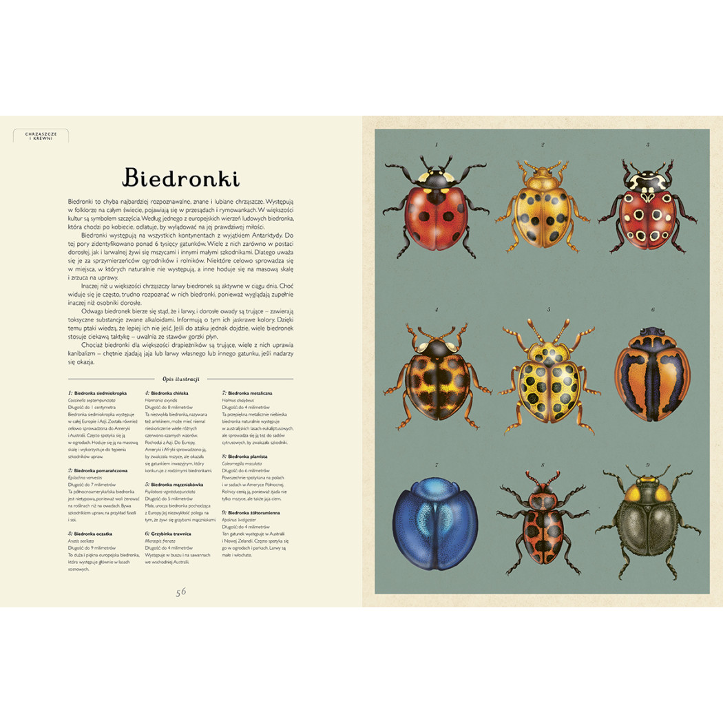 Insektarium - Muzeum Owadów - Dave Goulson, Emily Carter - Wydawnictwo Dwie Siostry
