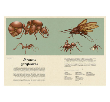 Insektarium - Muzeum Owadów - Dave Goulson, Emily Carter - Wydawnictwo Dwie Siostry