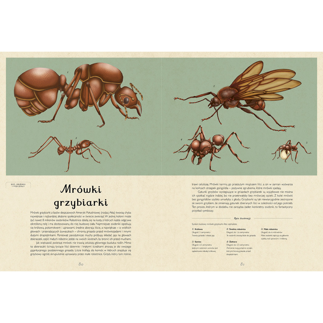 Insektarium - Muzeum Owadów - Dave Goulson, Emily Carter - Wydawnictwo Dwie Siostry