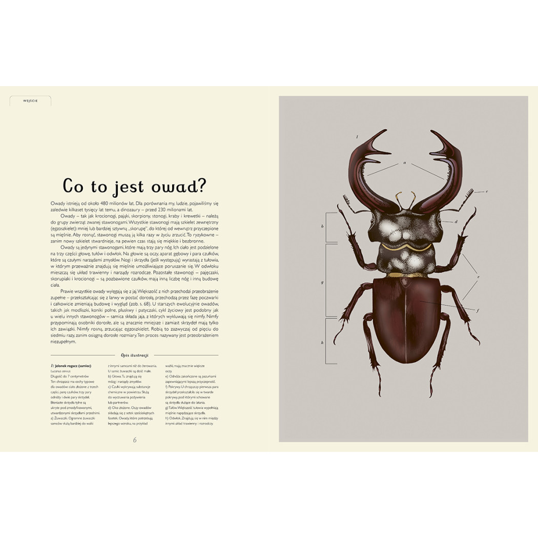 Insektarium - Muzeum Owadów - Dave Goulson, Emily Carter - Wydawnictwo Dwie Siostry