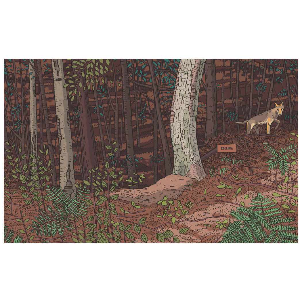 Wilki. Historie Prawdziwe - Przyrodniczy Komiks - Michał Figura, Aleksandra i Daniel Mizielińscy - Wydawnictwo Dwie Siostry