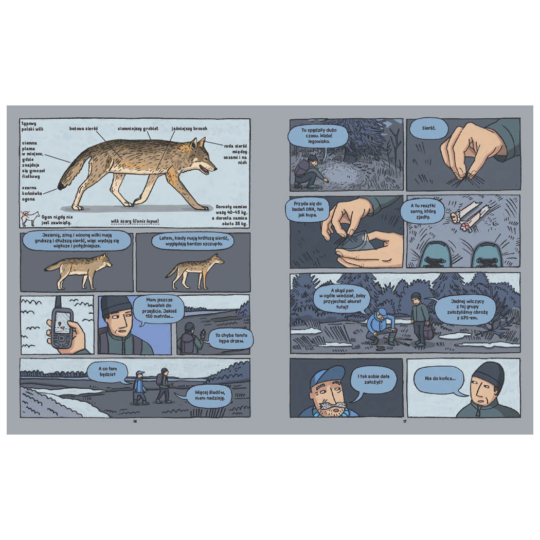 Wilki. Historie Prawdziwe - Przyrodniczy Komiks - Michał Figura, Aleksandra i Daniel Mizielińscy - Wydawnictwo Dwie Siostry