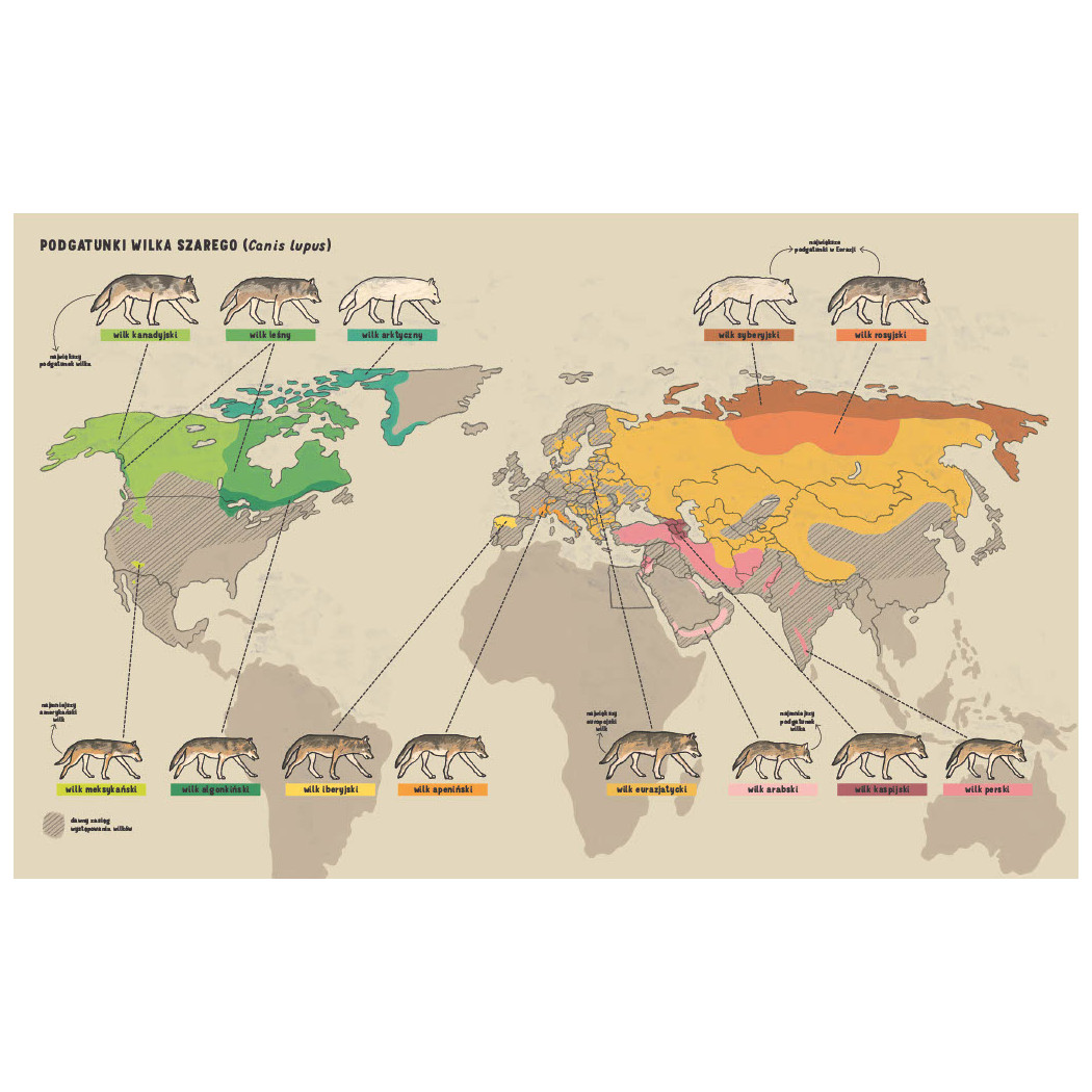 Wilki. Historie Prawdziwe - Przyrodniczy Komiks - Michał Figura, Aleksandra i Daniel Mizielińscy - Wydawnictwo Dwie Siostry