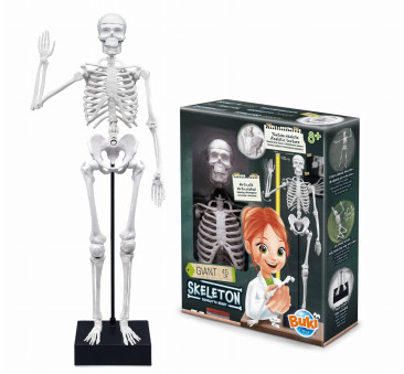 Szkielet Człowieka - Model Anatomiczny do...