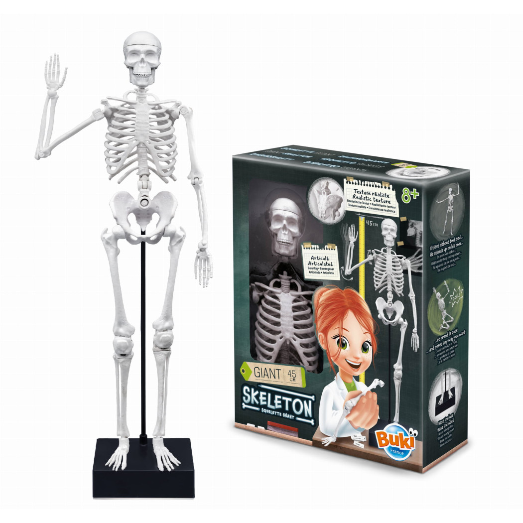 PROMOCJA Szkielet Człowieka - Model Anatomiczny do Samodzielnego Składania dla Dzieci - 45 cm - ze Stojakiem - BUKI