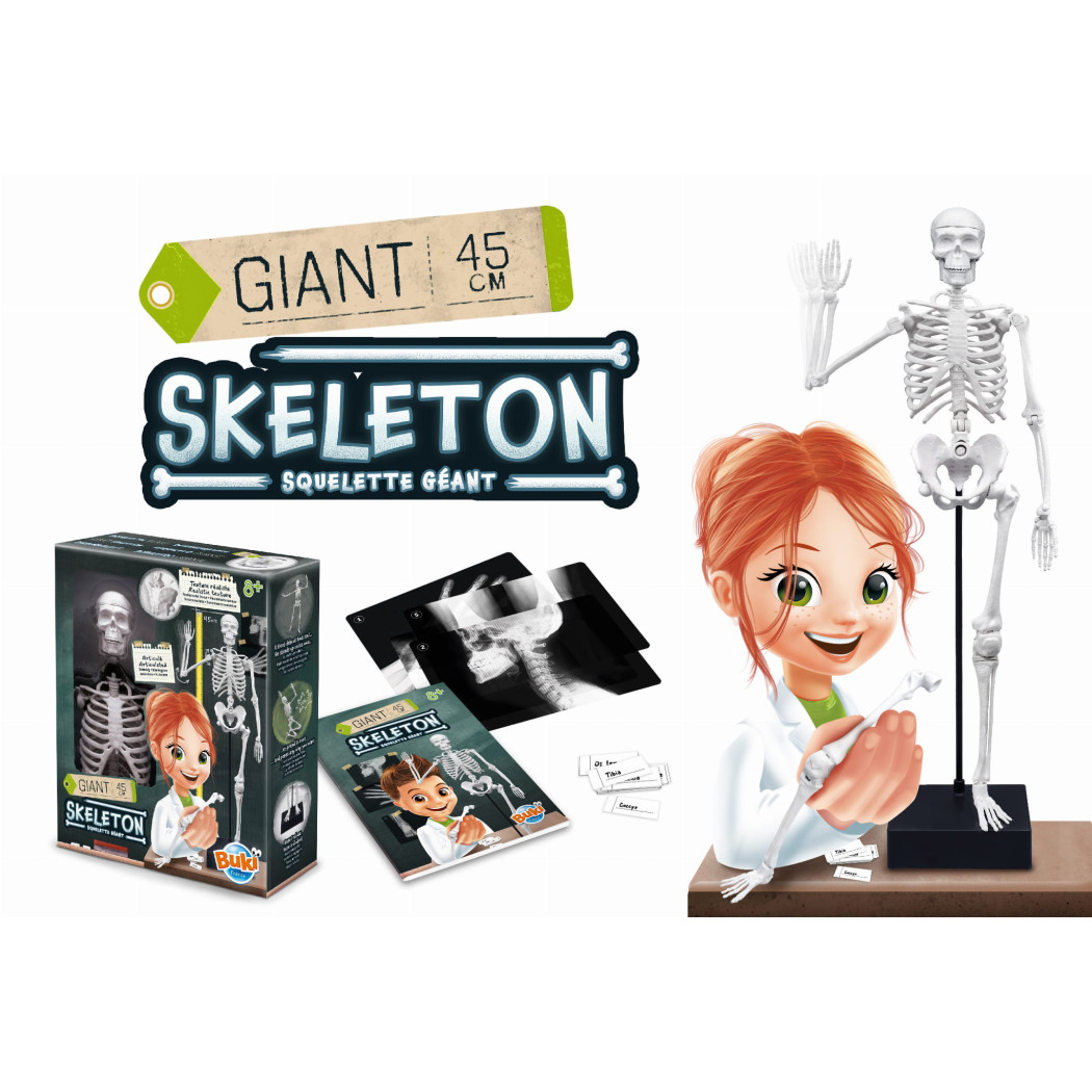 PROMOCJA Szkielet Człowieka - Model Anatomiczny do Samodzielnego Składania dla Dzieci - 45 cm - ze Stojakiem - BUKI
