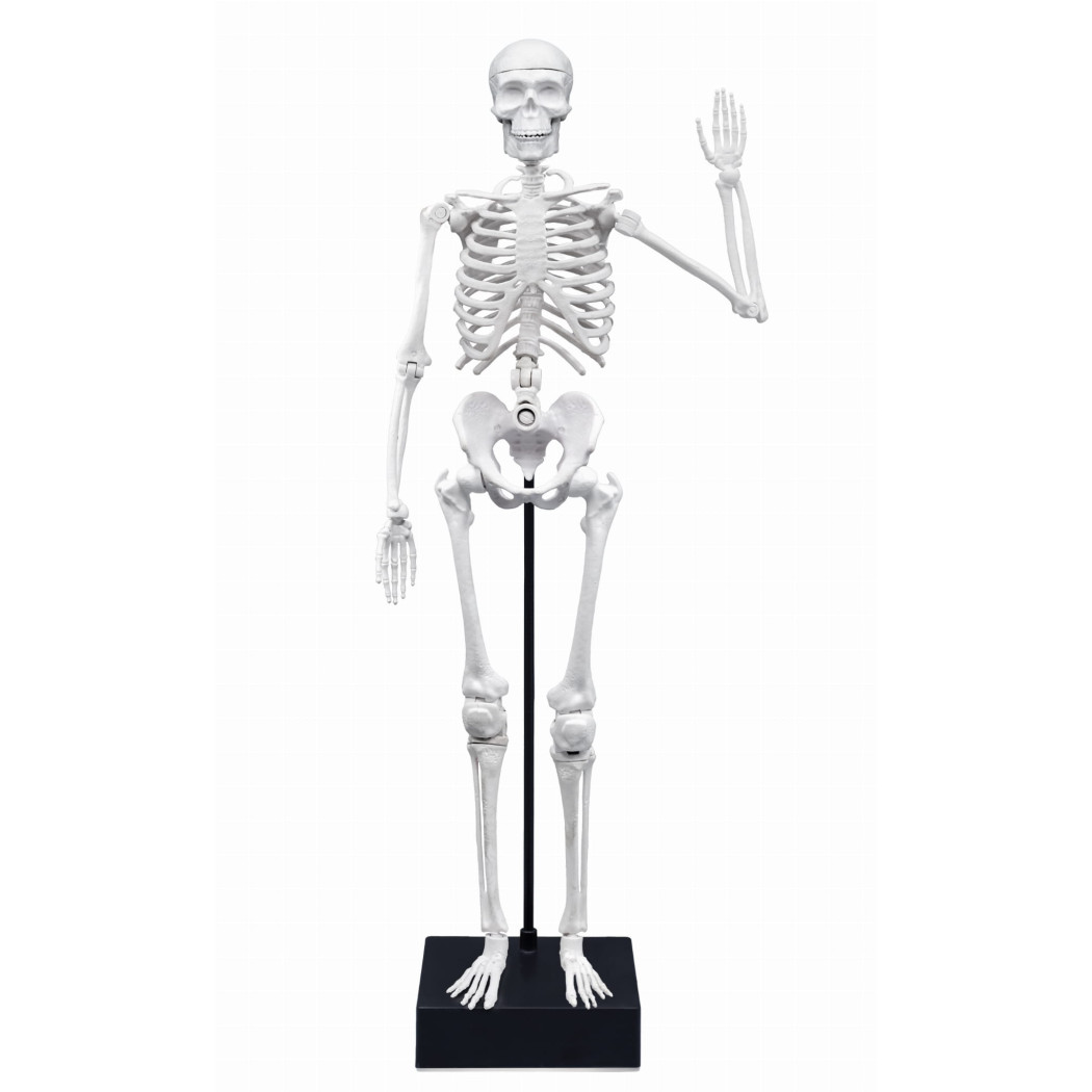 PROMOCJA Szkielet Człowieka - Model Anatomiczny do Samodzielnego Składania dla Dzieci - 45 cm - ze Stojakiem - BUKI