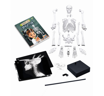 Szkielet Człowieka - Model Anatomiczny do Samodzielnego Składania dla Dzieci - 45 cm - ze Stojakiem - BUKI