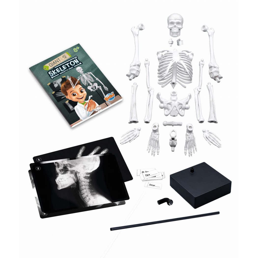 PROMOCJA Szkielet Człowieka - Model Anatomiczny do Samodzielnego Składania dla Dzieci - 45 cm - ze Stojakiem - BUKI