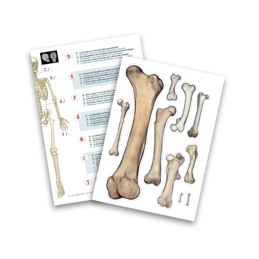 PROMOCJA Szkielet Człowieka - Model Anatomiczny do Samodzielnego Składania dla Dzieci - 45 cm - ze Stojakiem - BUKI