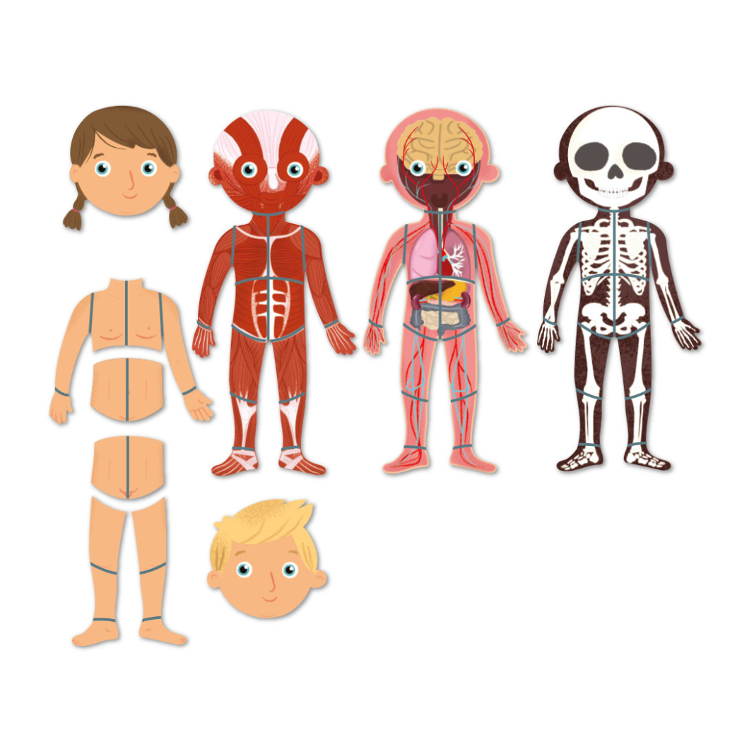 Ciało Człowieka - Magnetyczna Układanka - Apli Kids