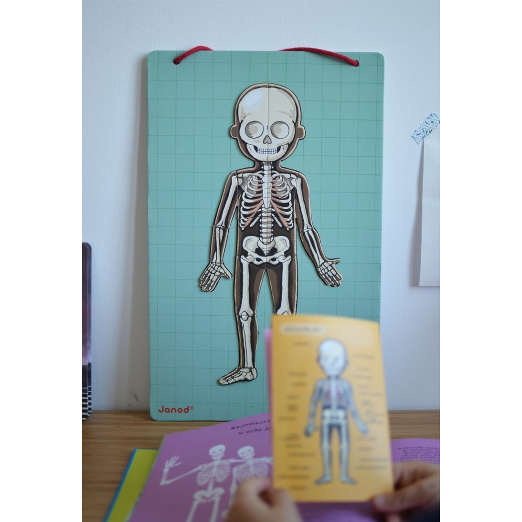 Układanka magnetyczna Ciało Człowieka - Anatomia - Janod