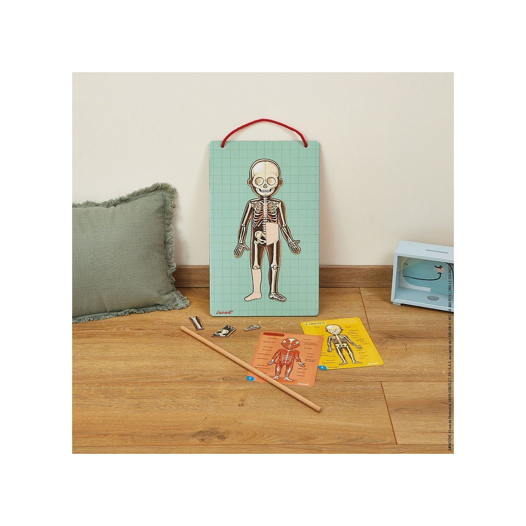 Układanka magnetyczna Ciało Człowieka - Anatomia - Janod