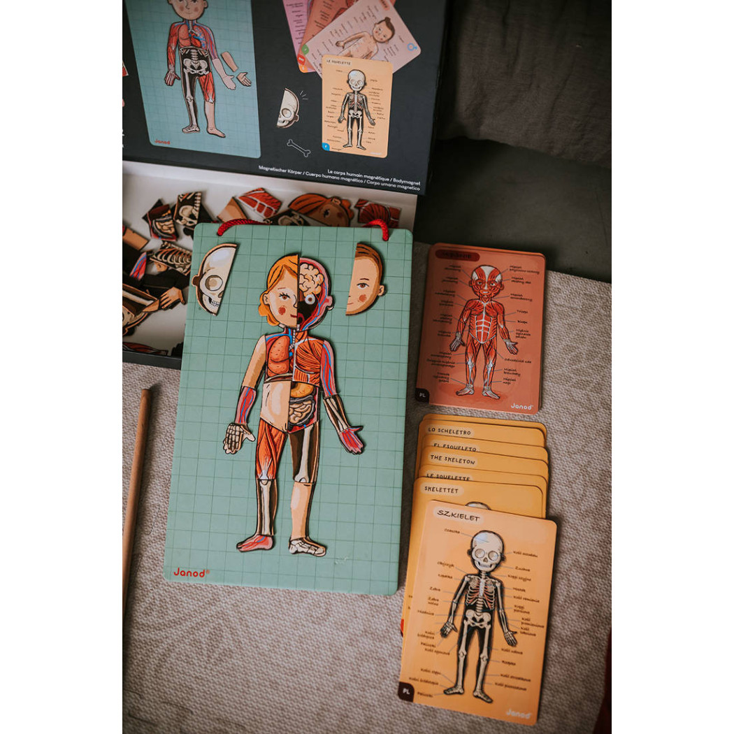 Układanka magnetyczna Ciało Człowieka - Anatomia - Janod