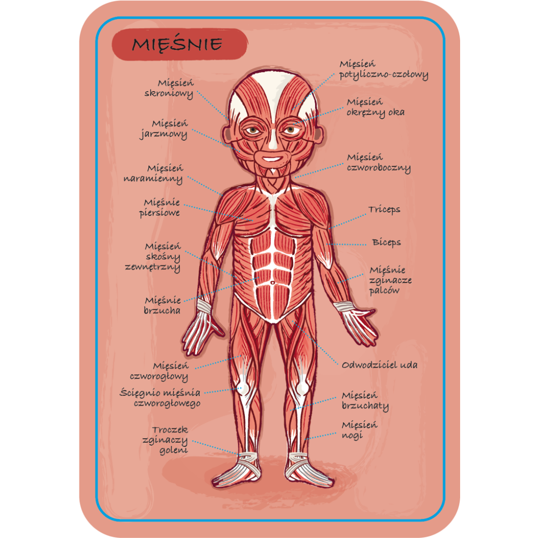 Układanka magnetyczna Ciało Człowieka - Anatomia - Janod