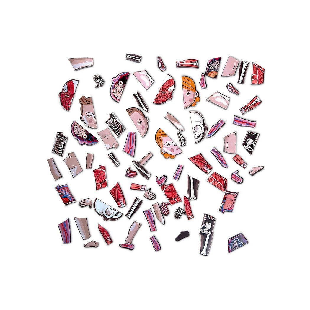 Układanka magnetyczna Ciało Człowieka - Anatomia - Janod