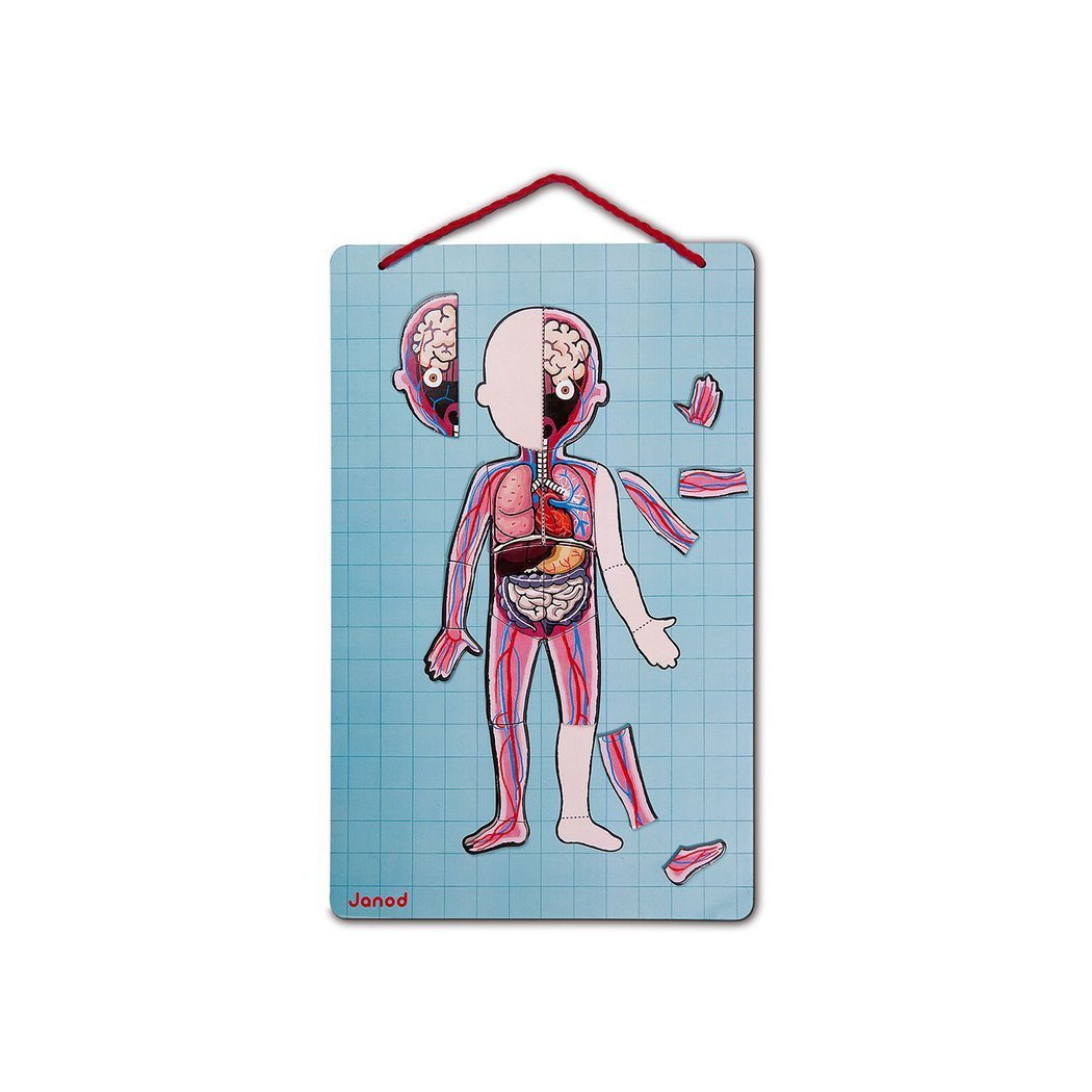 Układanka magnetyczna Ciało Człowieka - Anatomia - Janod