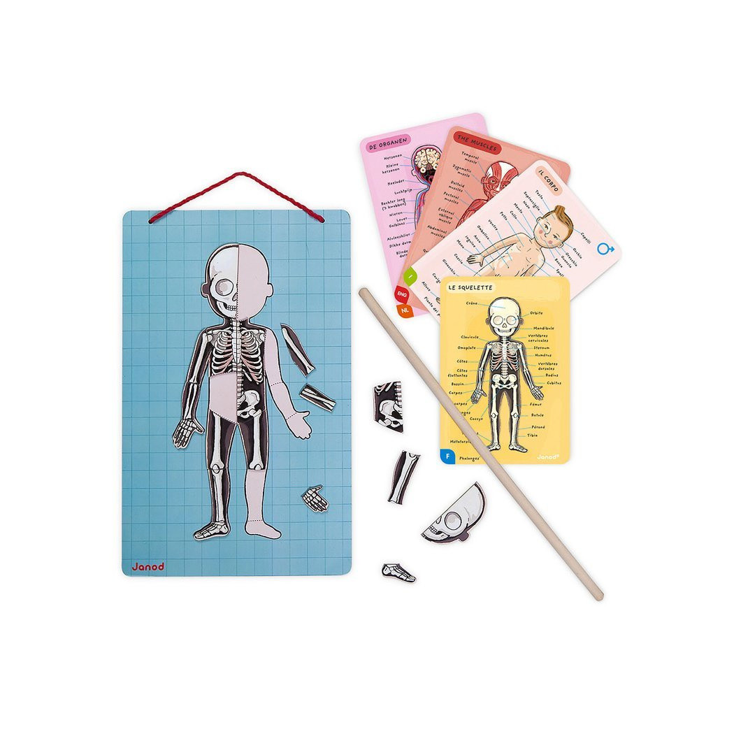 Układanka magnetyczna Ciało Człowieka - Anatomia - Janod