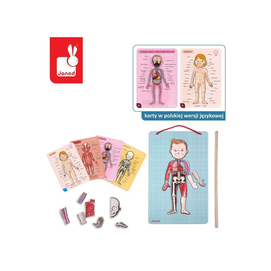Układanka magnetyczna Ciało Człowieka - Anatomia - Janod
